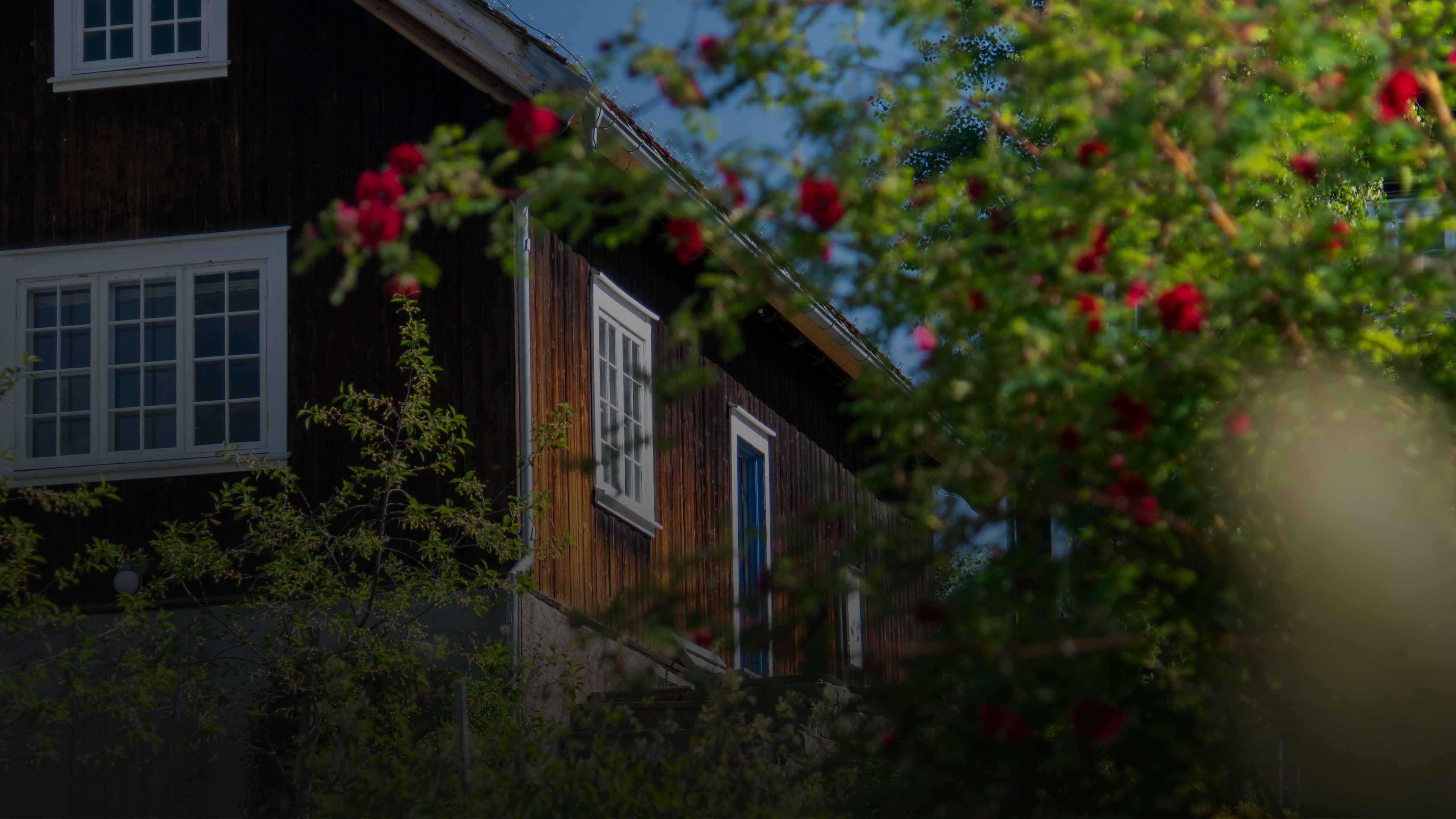 Bjerkebæk og rosetrær
